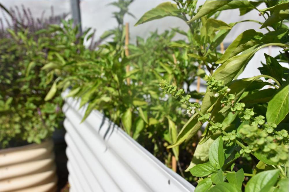 Edible Gardens in Small Spaces