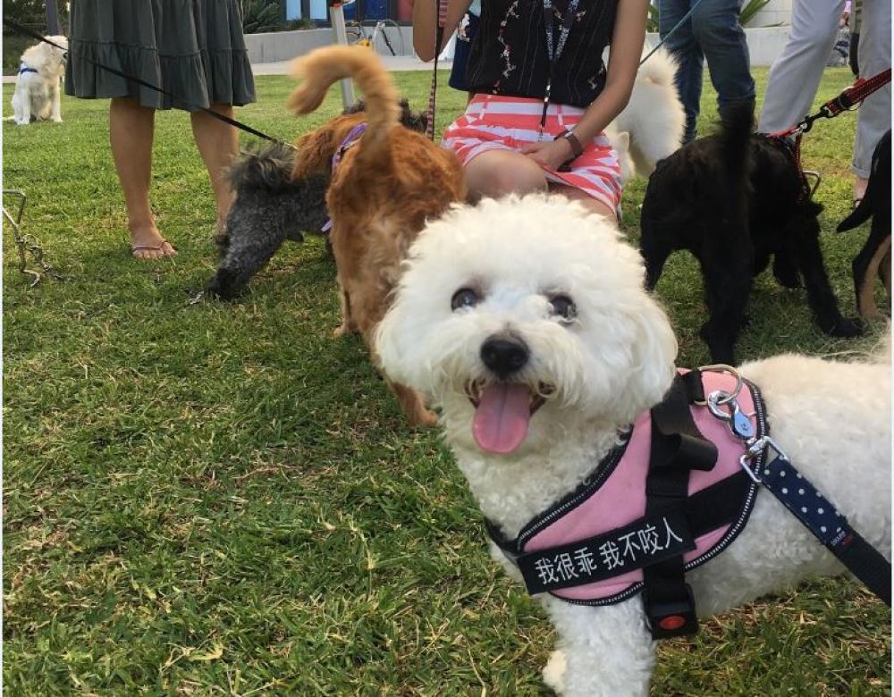 Off-Leash Dog Trial - Timbrell Park