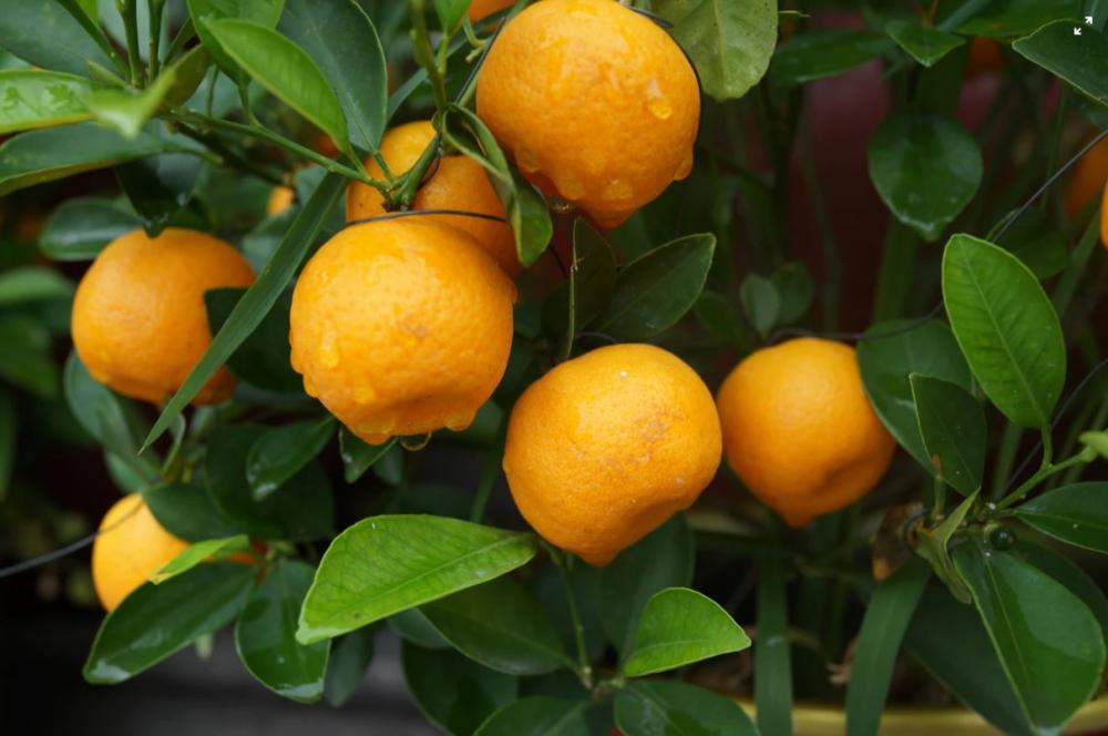 Garden Talks - Caring for Fruit Trees and Balcony Gardens 