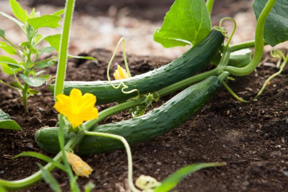 School Holidays Edible Gardens Workshop