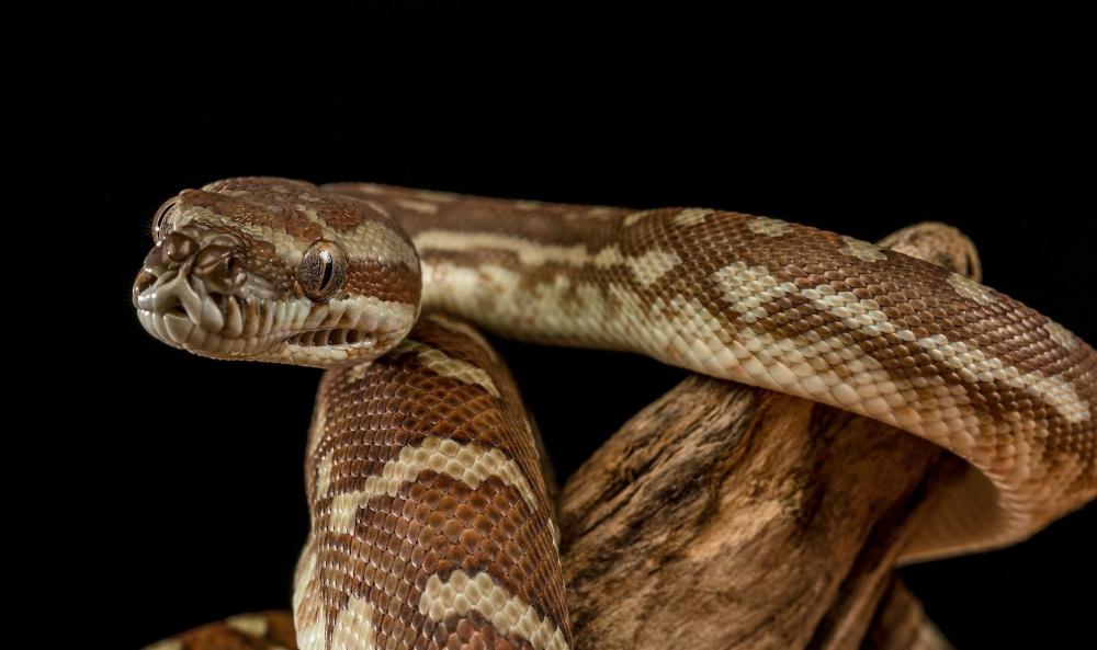 School Holiday Fun: Feature Creature