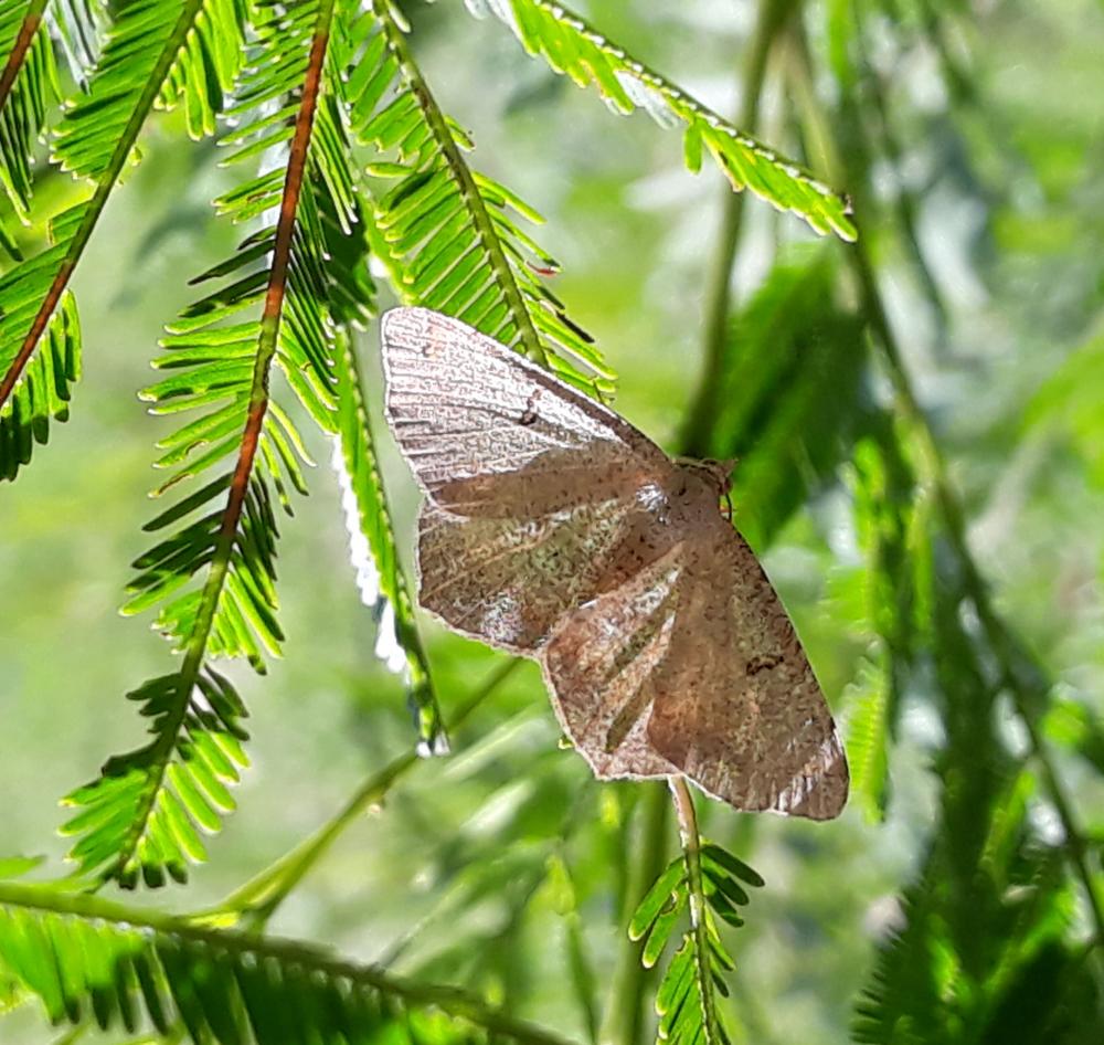 Concord Bushcare Group