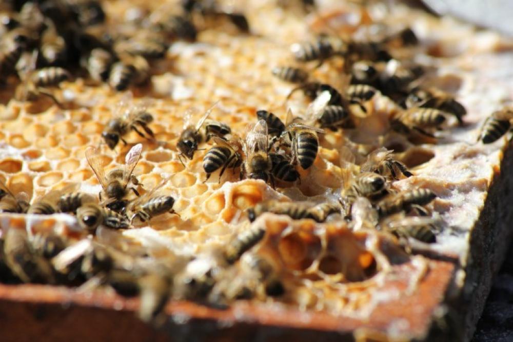 Urban beekeeping