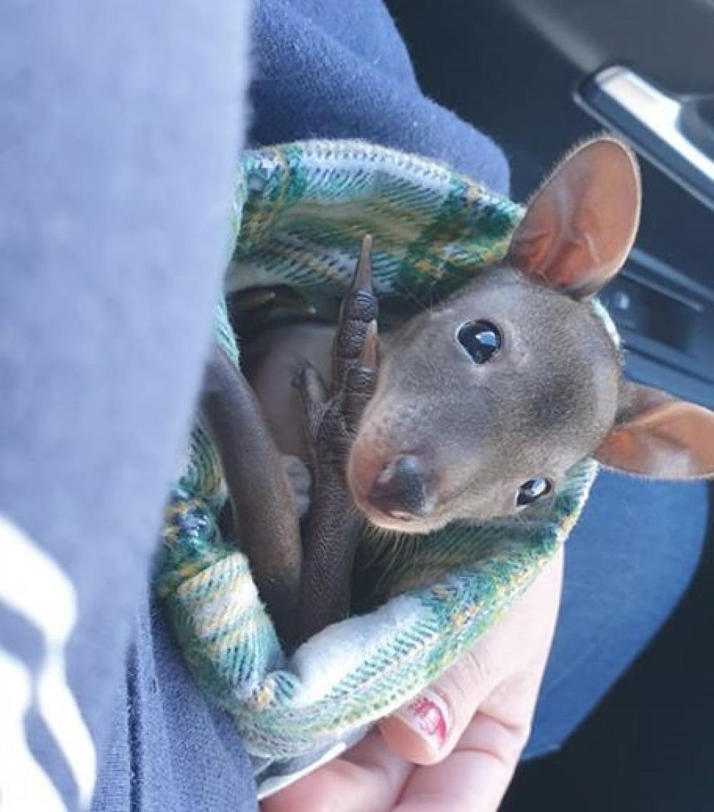 Wildlife Mates - help wildlife affected by bushfires