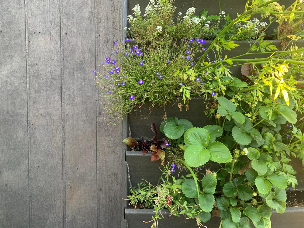 Vertical Gardening Workshop