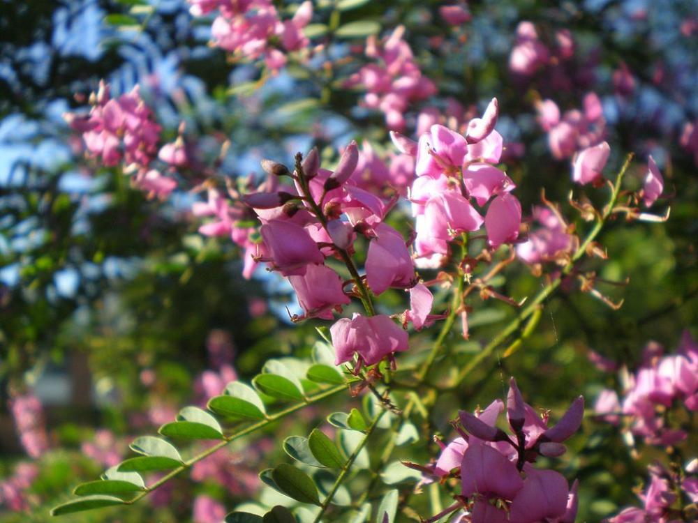 Native plant giveaway and workshop