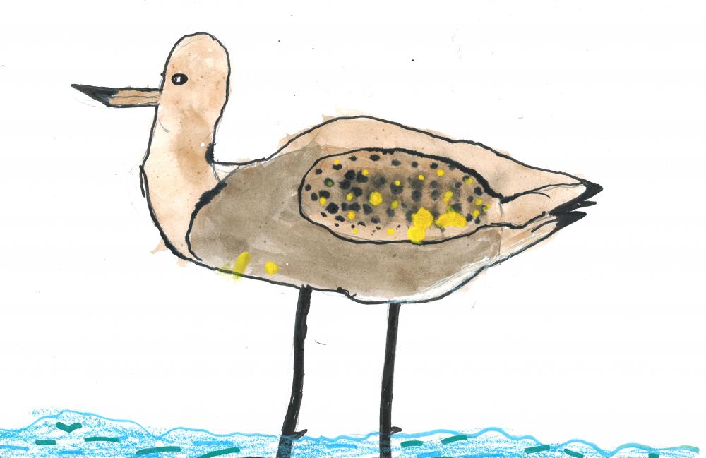 Shorebird Art Competition