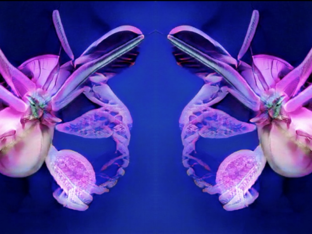 The Digital Gallery: Experiments in Latent Space