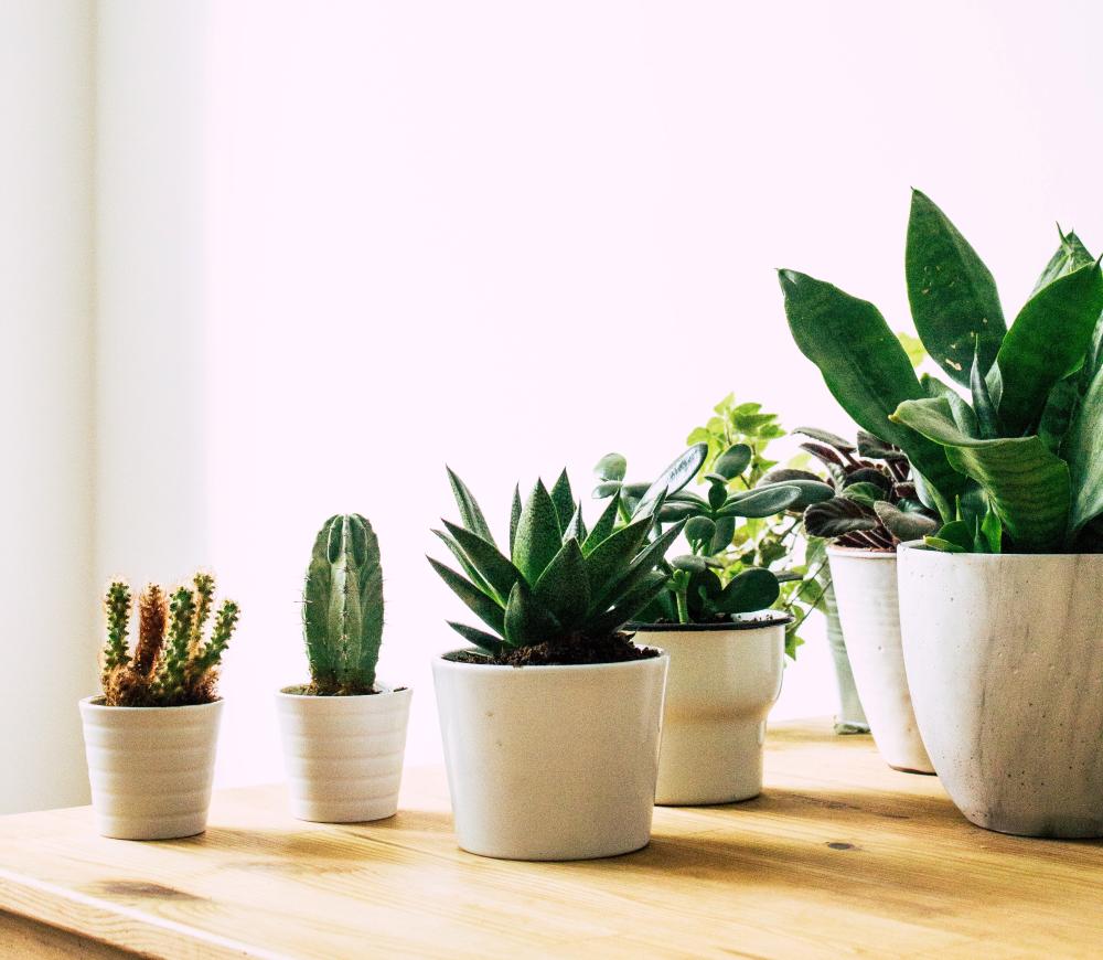 Caring for Indoor Plants