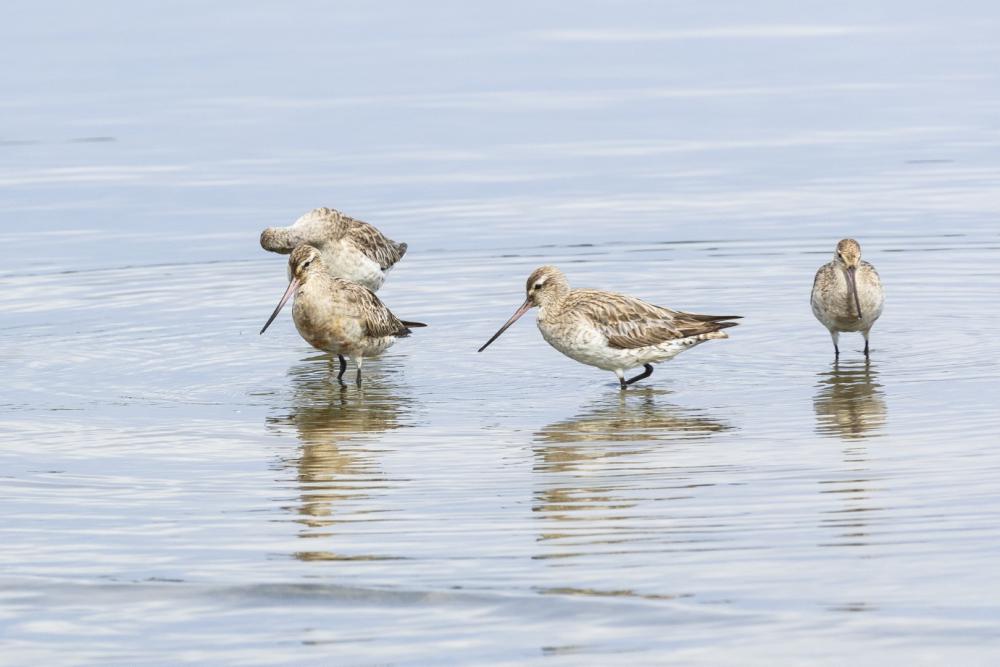 Fascinating Flight of the Bar-tailed Godwit
