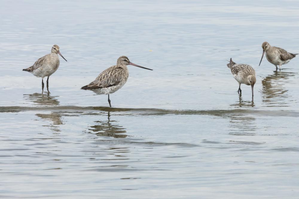 Protecting Canada Bay’s Bar-tailed Godwits exhibition