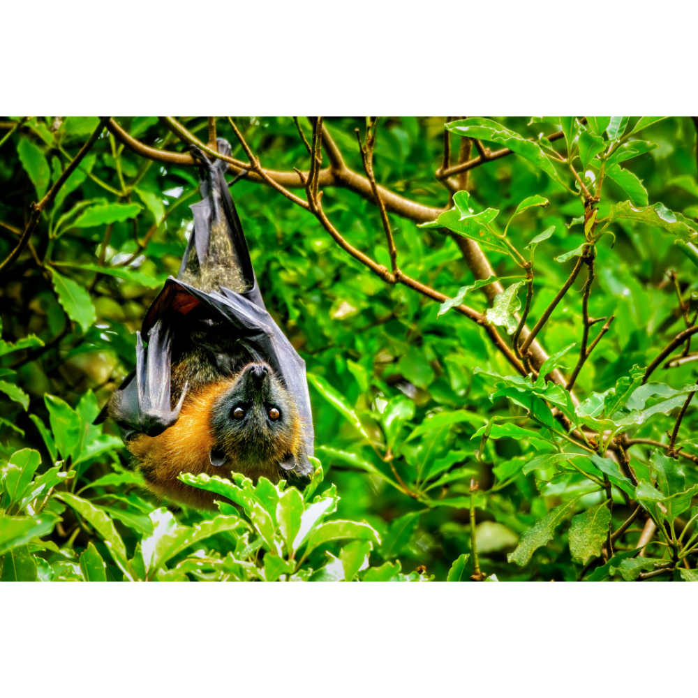 Under the Trees - Gardening for Wildlife Webinar