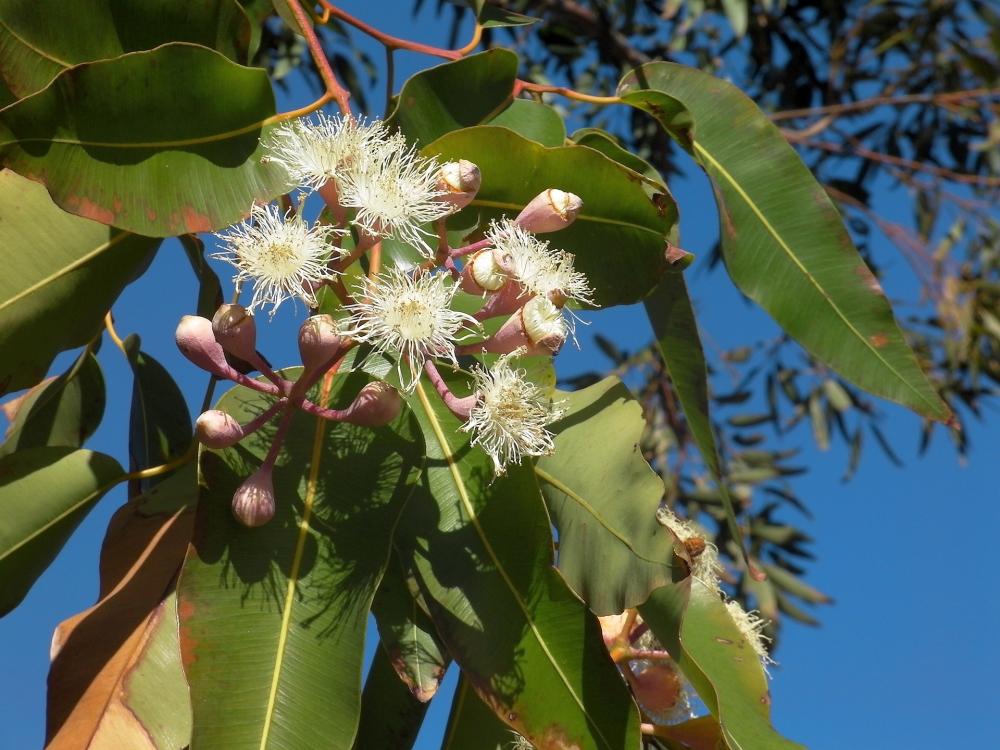 Under the Trees - Local Tree ID Walk
