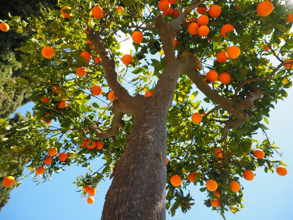 Under the Trees - Growing Organic Fruit Trees