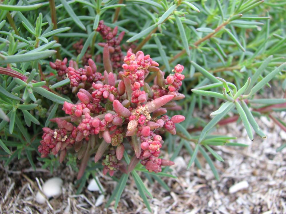 Spotlight on Saltmarsh Webinar
