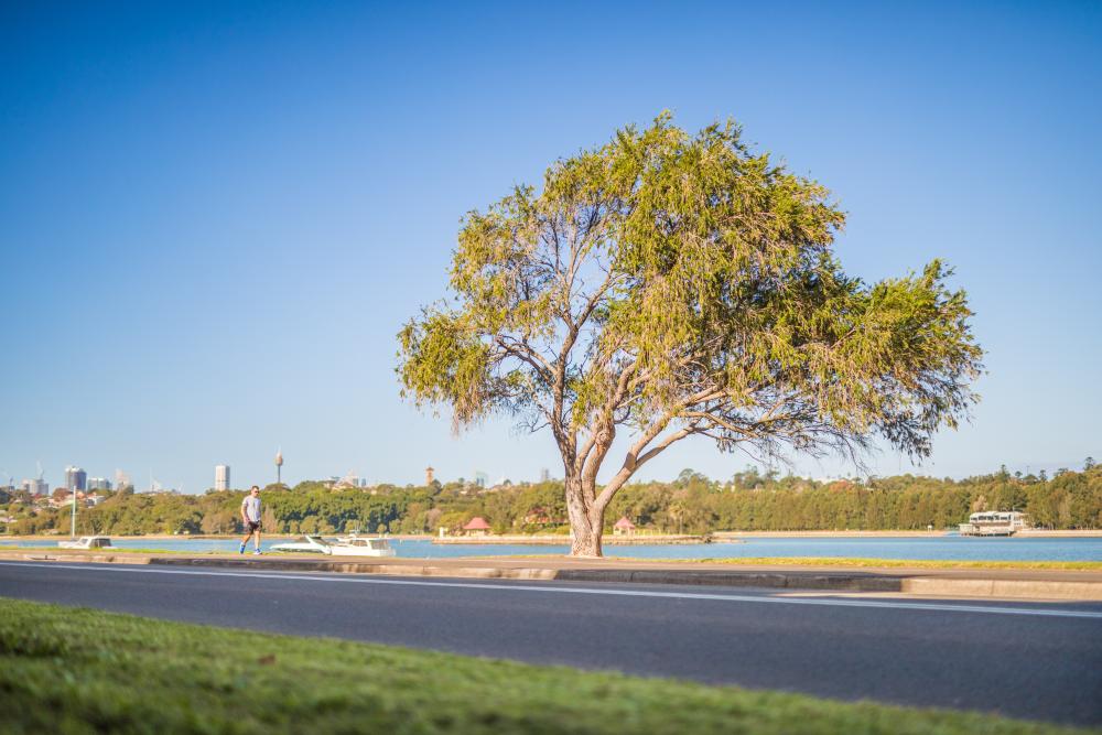 Russell Lea Pedestrian Safety Proposal consultation 