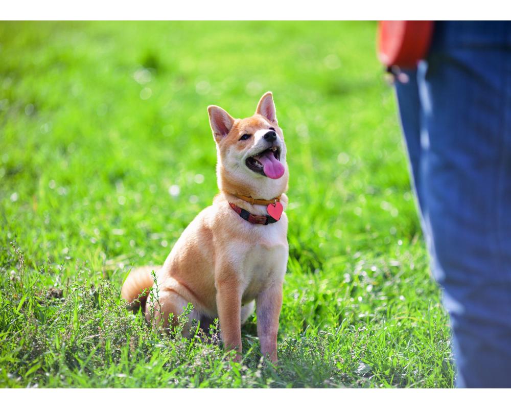 Dog training workshop