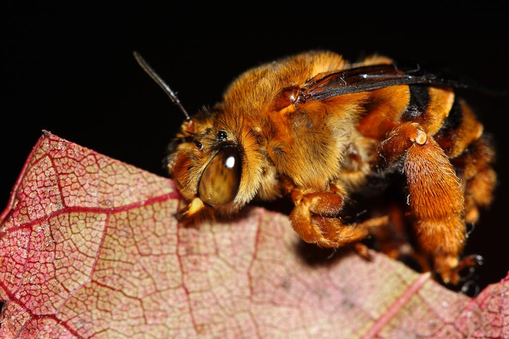 Native Bee Workshop
