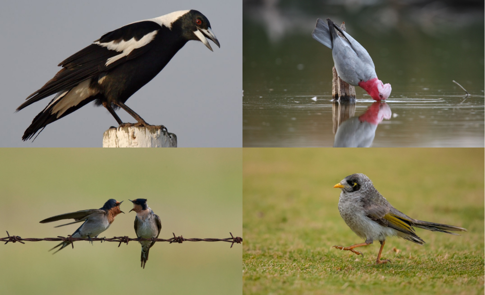 Exhibition: Aussie Bird Count