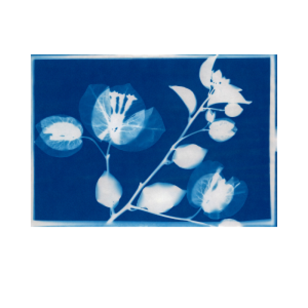 Seniors Festival: Cyanotype Making Workshop