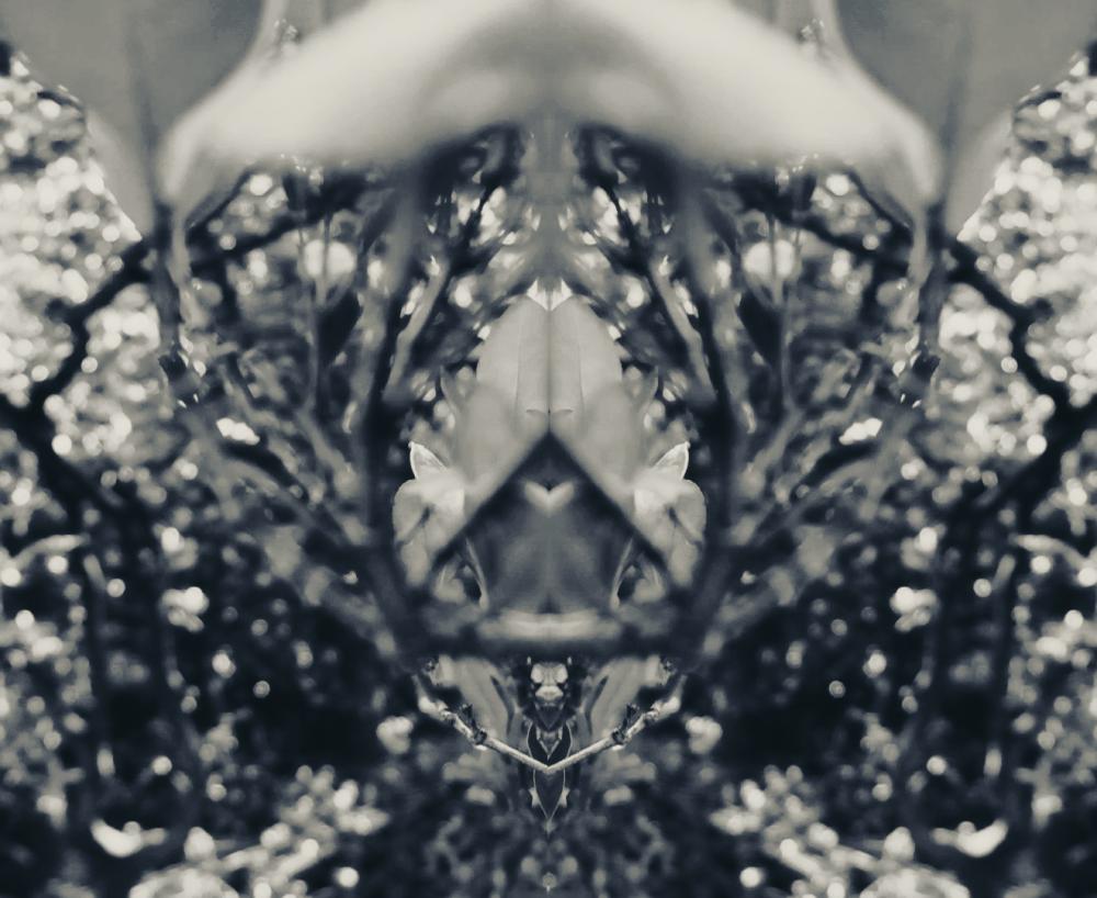 The Digital Gallery: Exhibition - Protect our Mangrove (Mangrove Magic)
