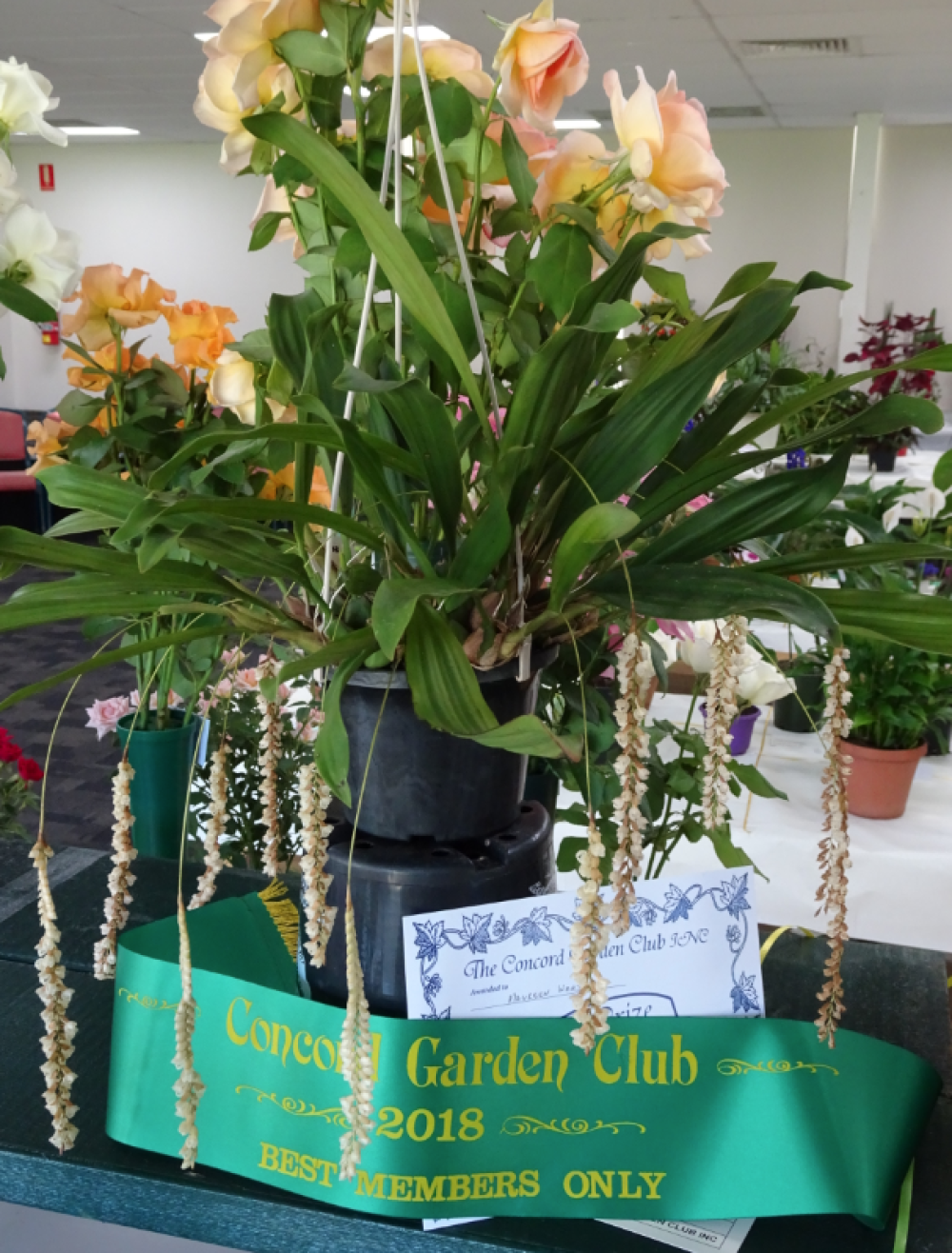 Seniors Festival: Concord Garden Club Meet-up