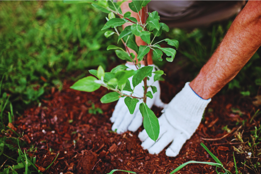 Seniors Festival: Community Garden Group