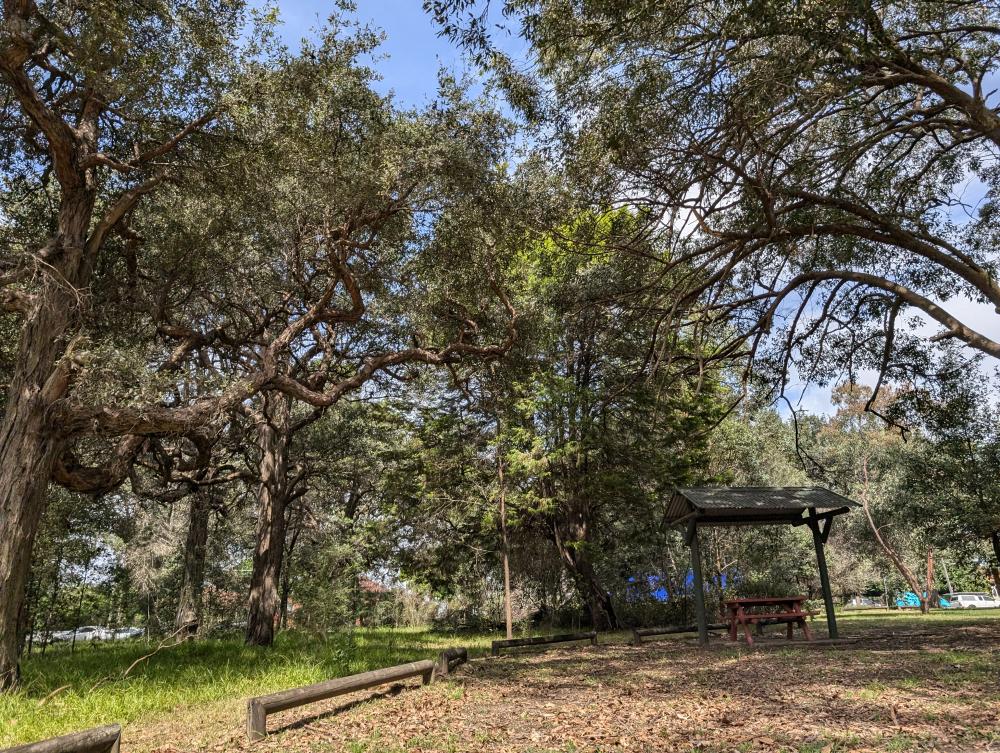 Learn about our endangered trees
