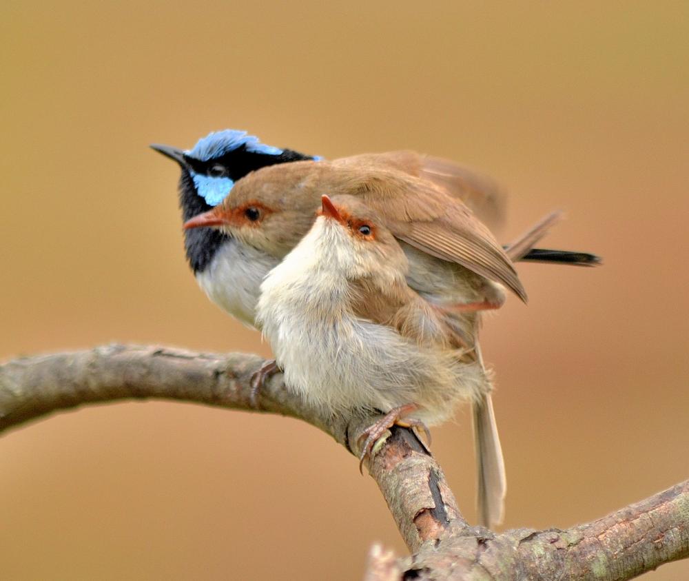 Exhibition: Our Feathered Neighbours