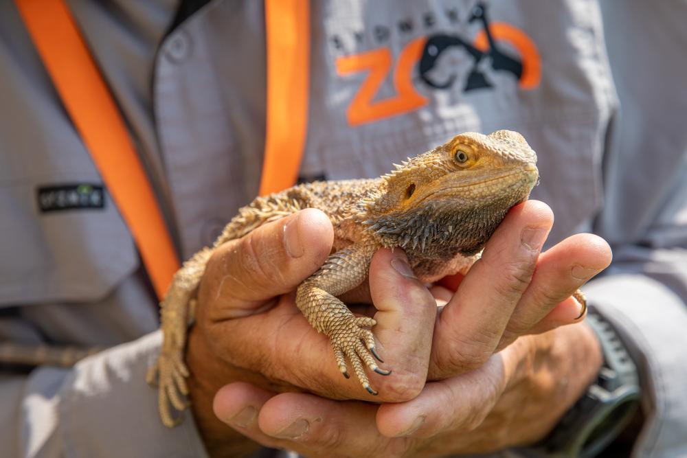 Sydney Zoo's Bungarribee Wildlife Workshop