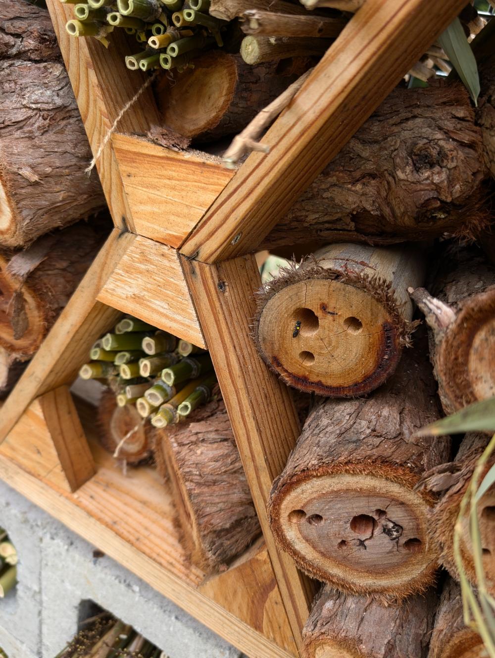 Buzz & Build: Celebrate World Bee Day with Native Bees