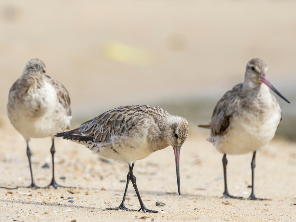 Our Godwits are returning: let the bird count begin!