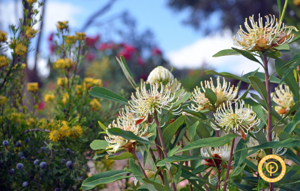 Right Plant, Right Place: Greening Your Space with Natives