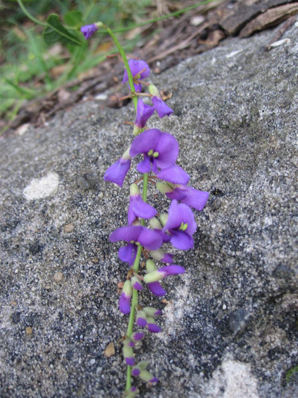 Sisters Bay Bush Regeneration Group