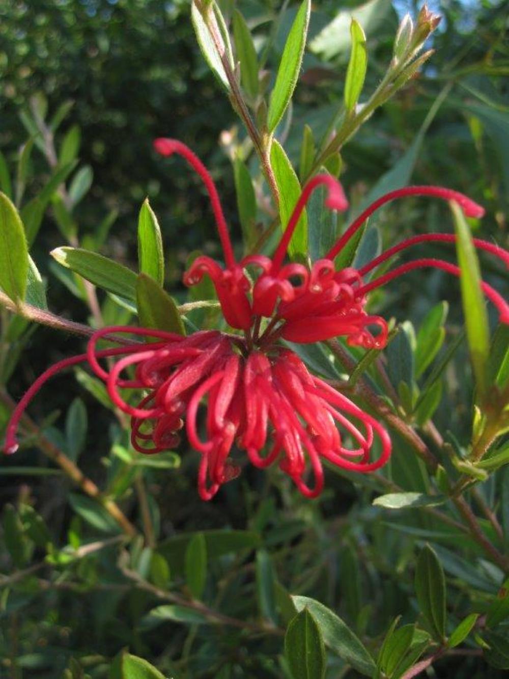 Chiswick Bushcare Group