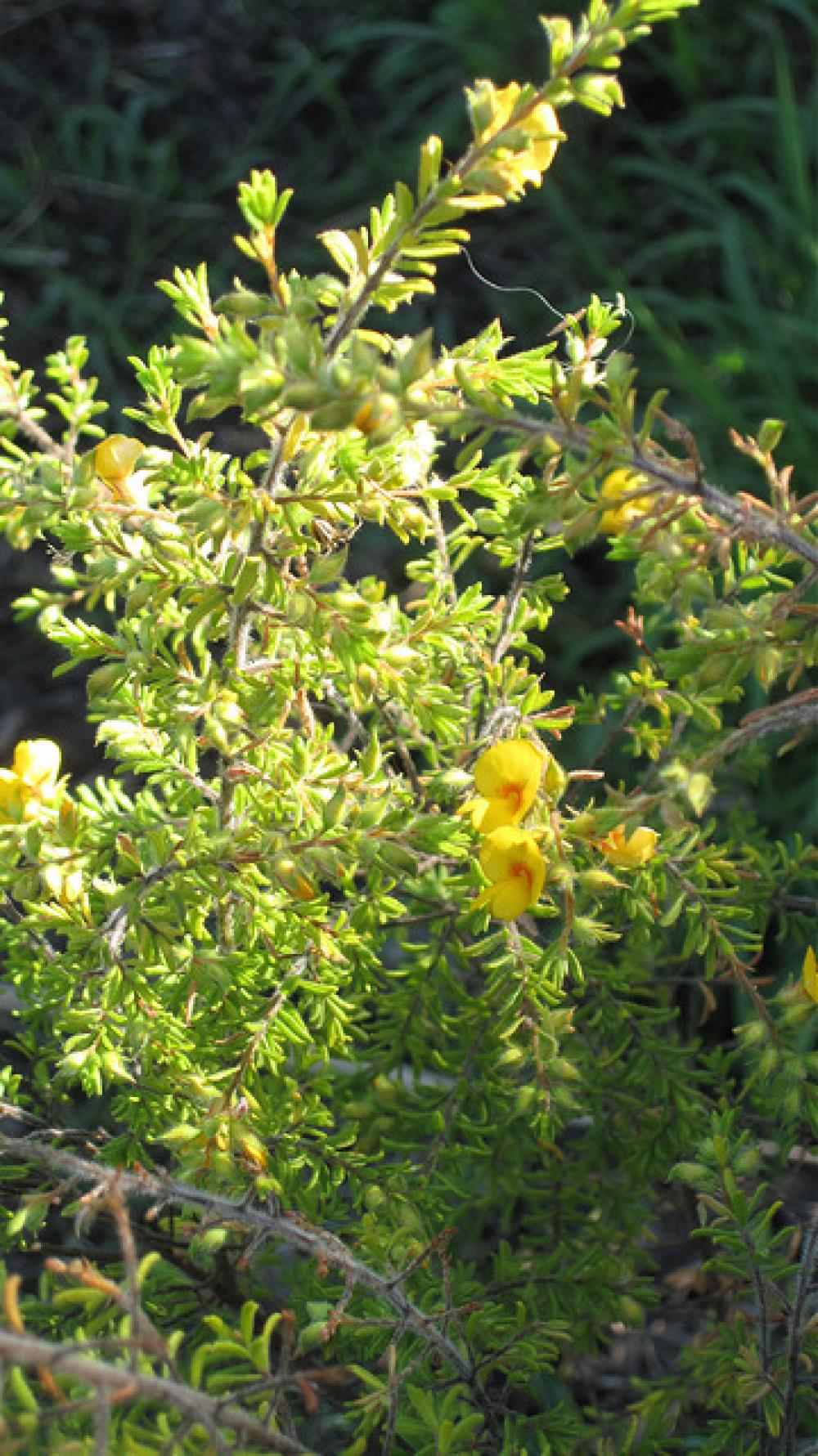 Concord Bushcare Group