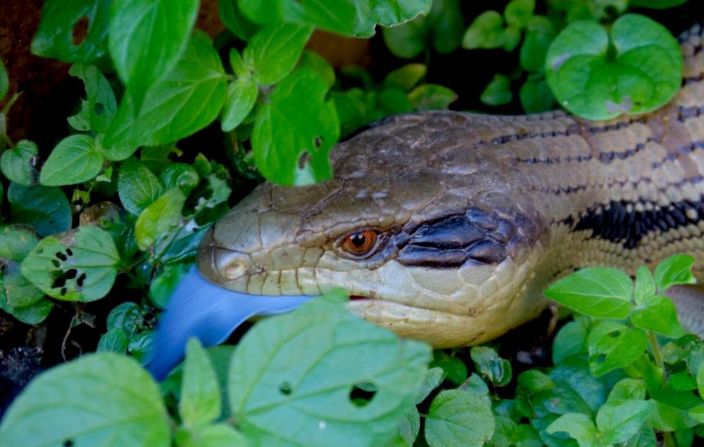 Australian Animals Display: Taronga Zoomobile