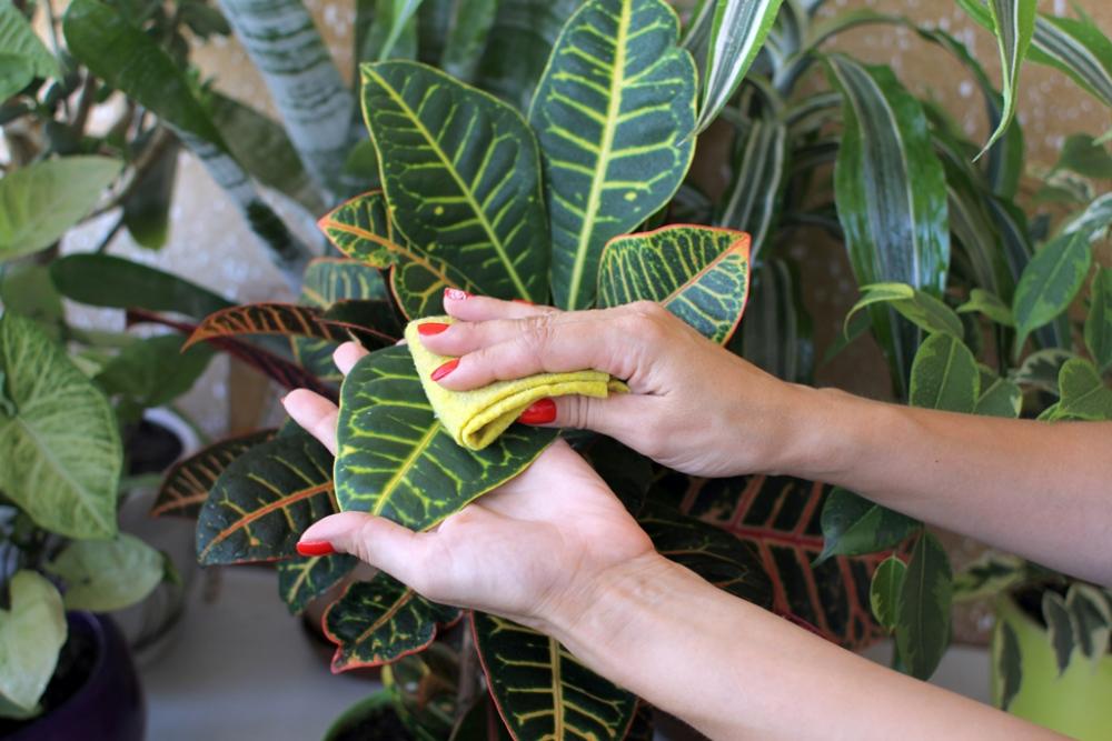 Indoor Plant Parenting