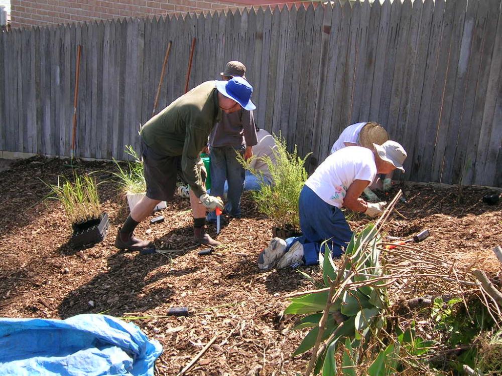 Chiswick Bushcare Group