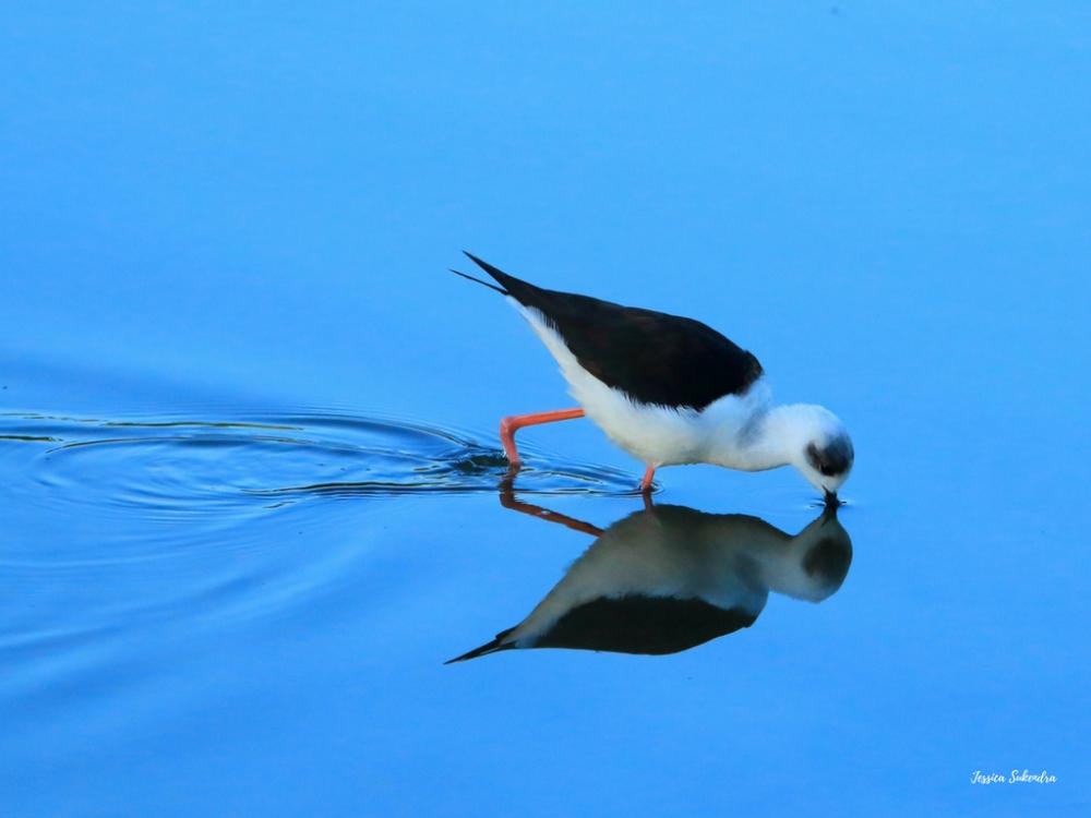2018 City of Canada Bay Photography Competition