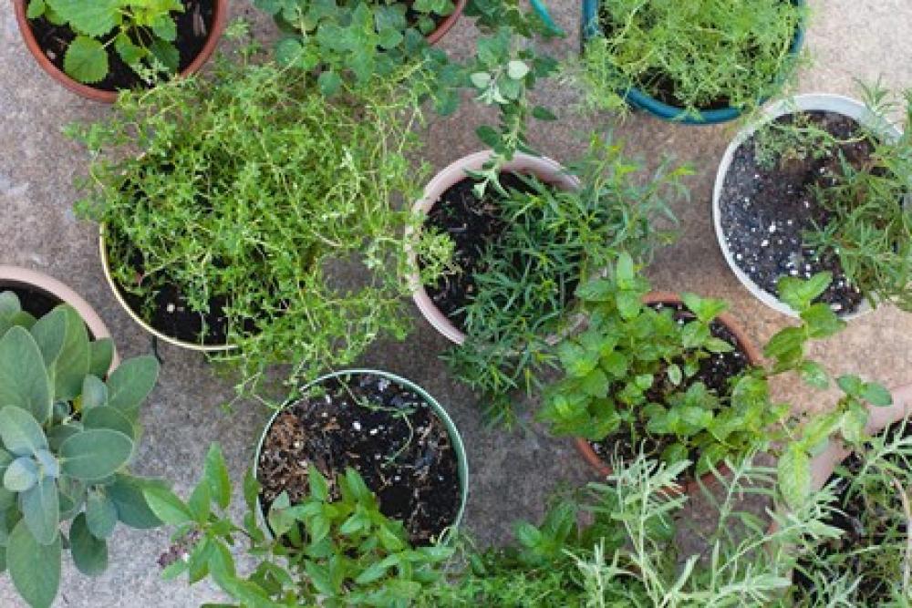 Kids gardening