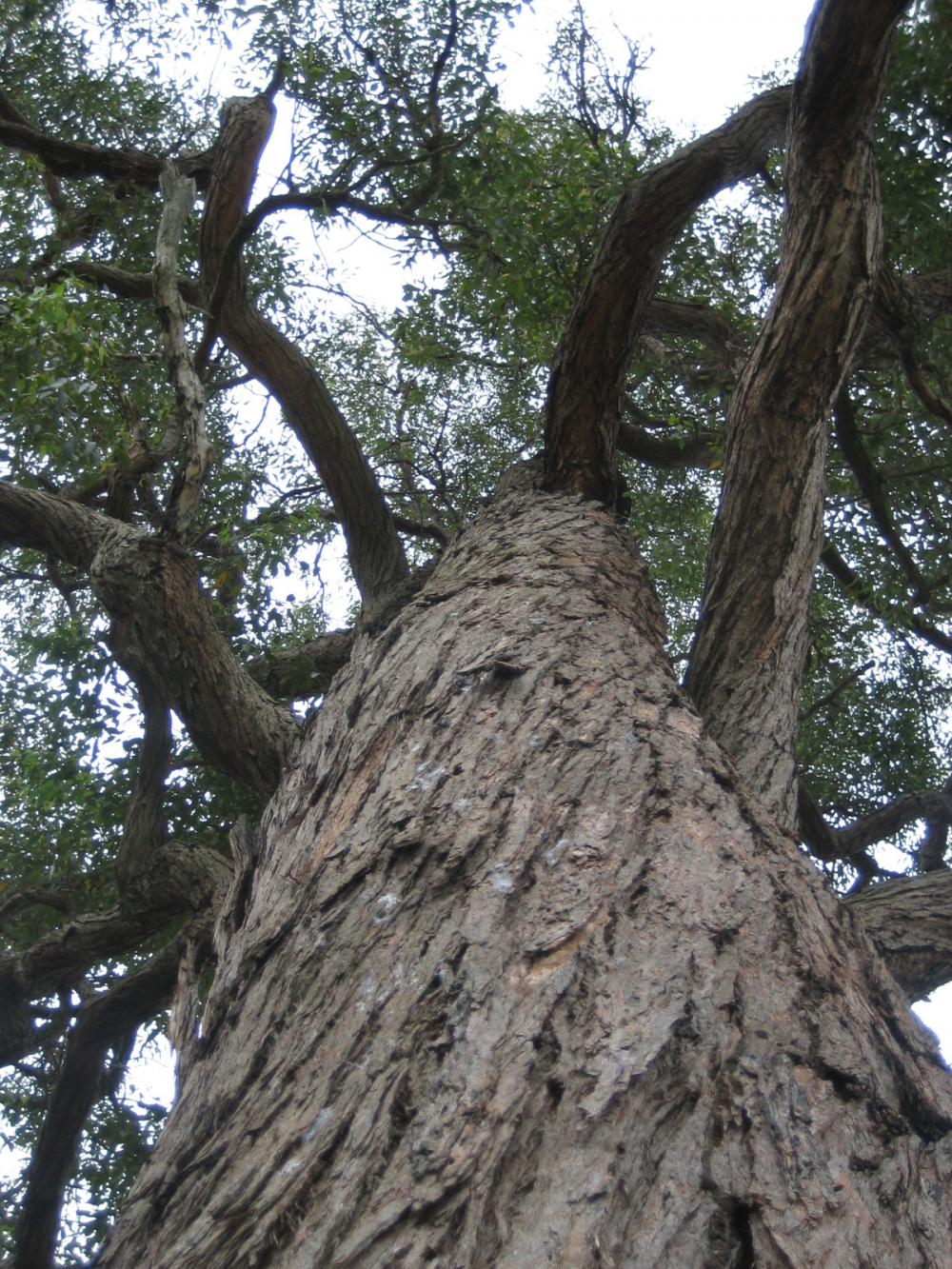Yaralla Bushcare Group