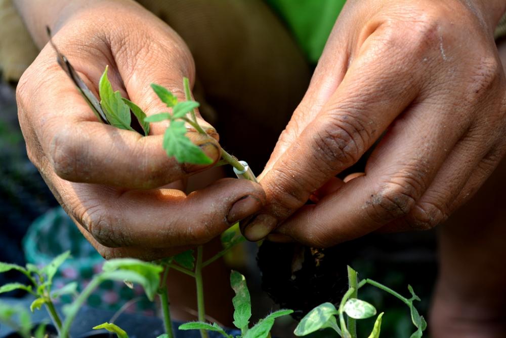 New plants from old: plant propagation
