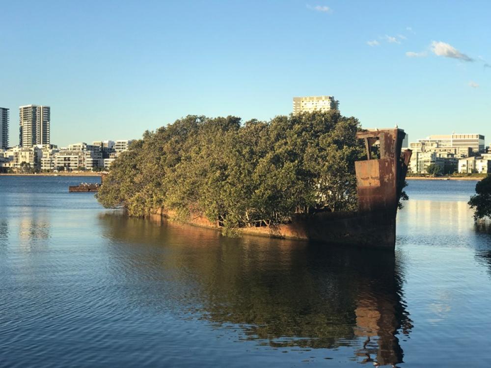 Our mangroves river cruise with morning tea