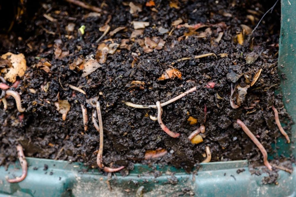 Worm Farming