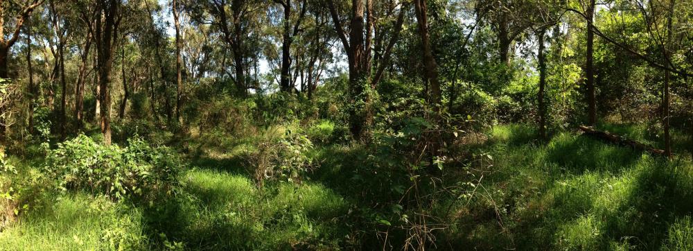 Yaralla Estate Biodiversity & Bushcare Tour