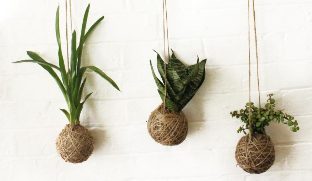 Kokedama Garden Ball Workshop