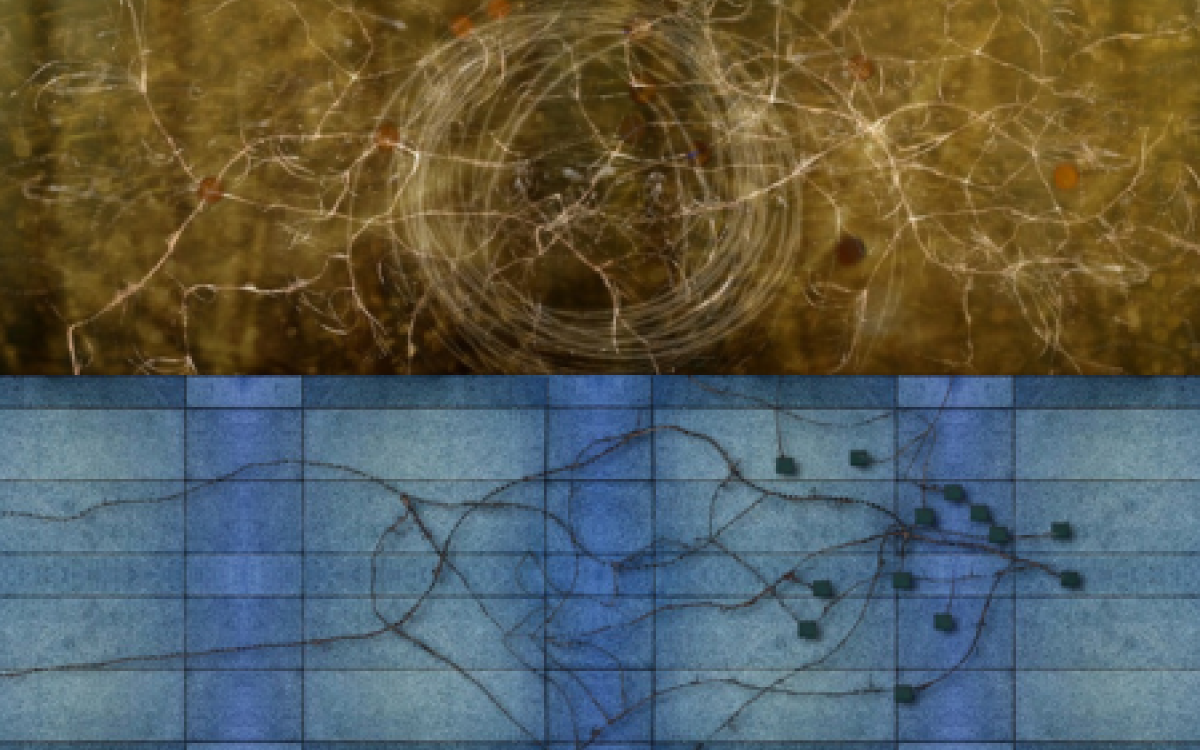 The Digital Gallery: ENERGY RETICULATION