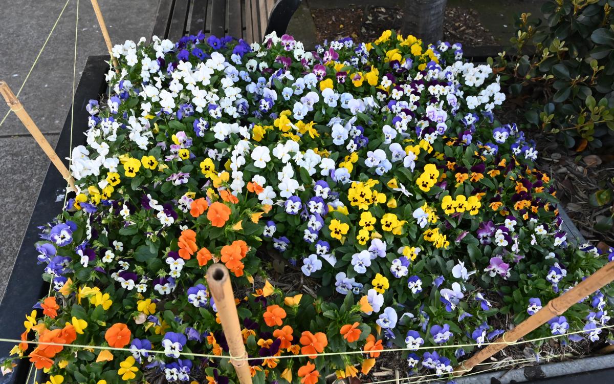 Spring blooms in the City of Canada Bay