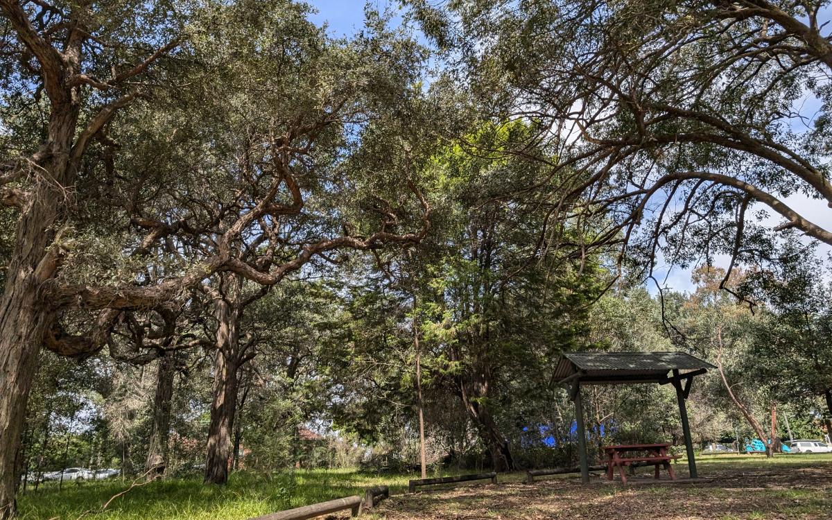Learn about our endangered trees